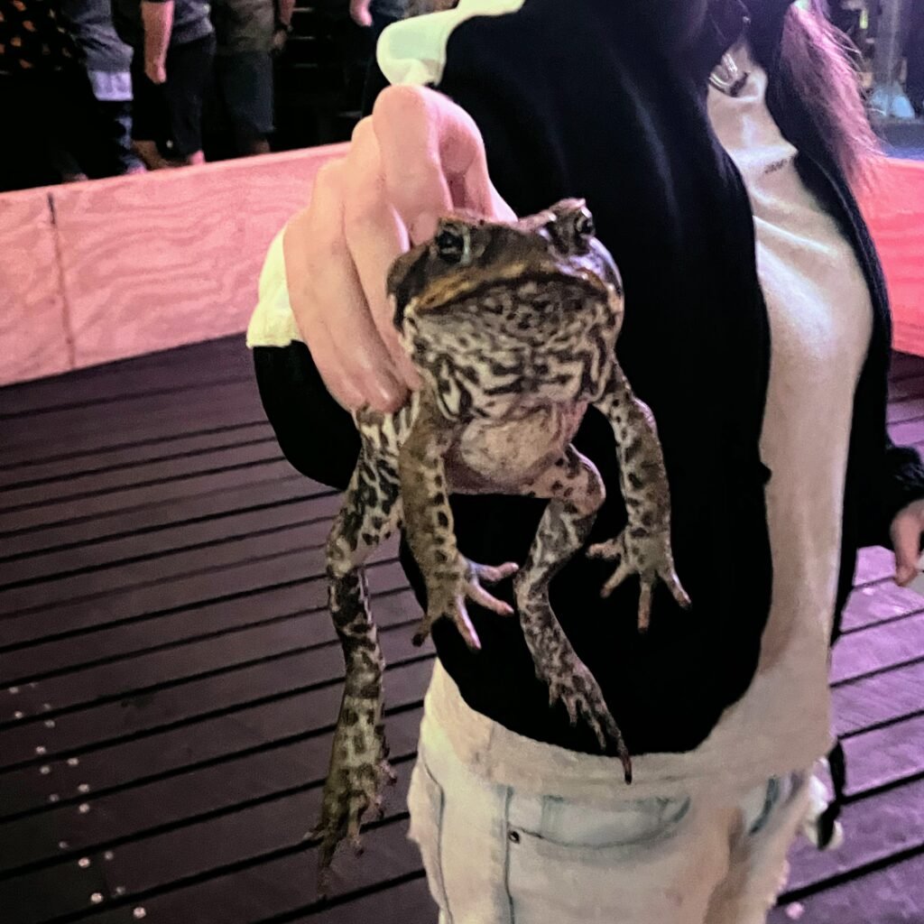 A cane toad being displayed after the cane toad races at Magnum's Airlie Beach