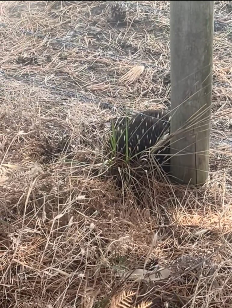 an Echidna curled up behind a fence post
