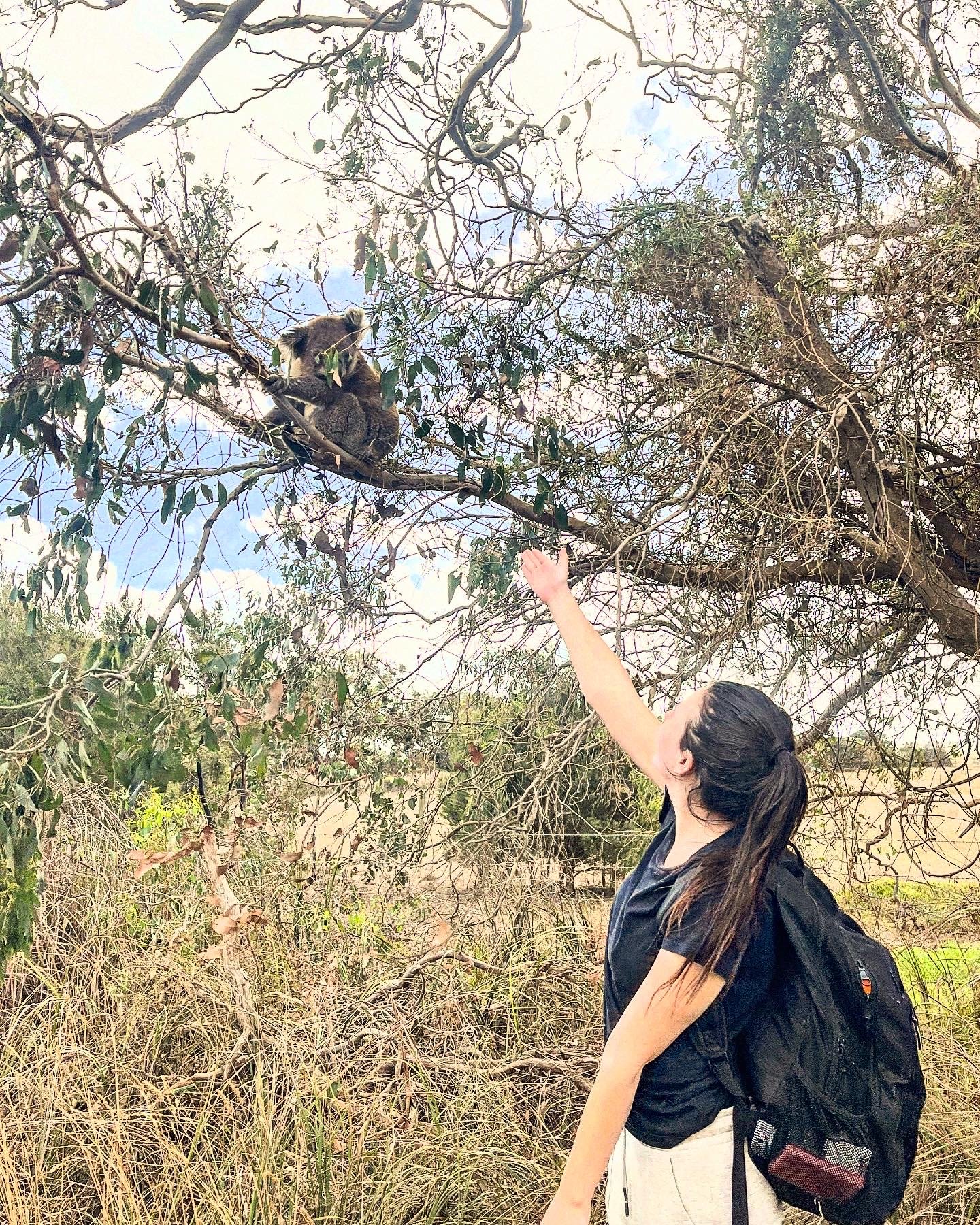 French Island: The Best Place to See Koalas Near Melbourne 