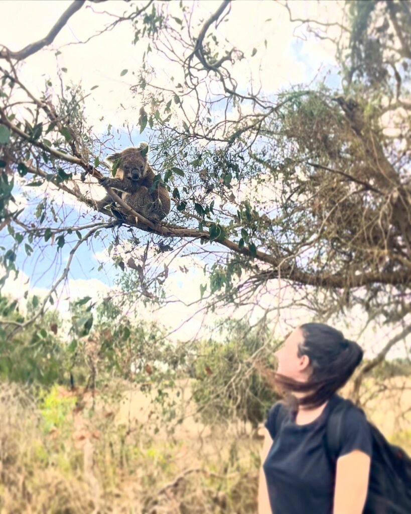 A girl stands in front of a wild koala in a eucalyptus tree on French island in australia