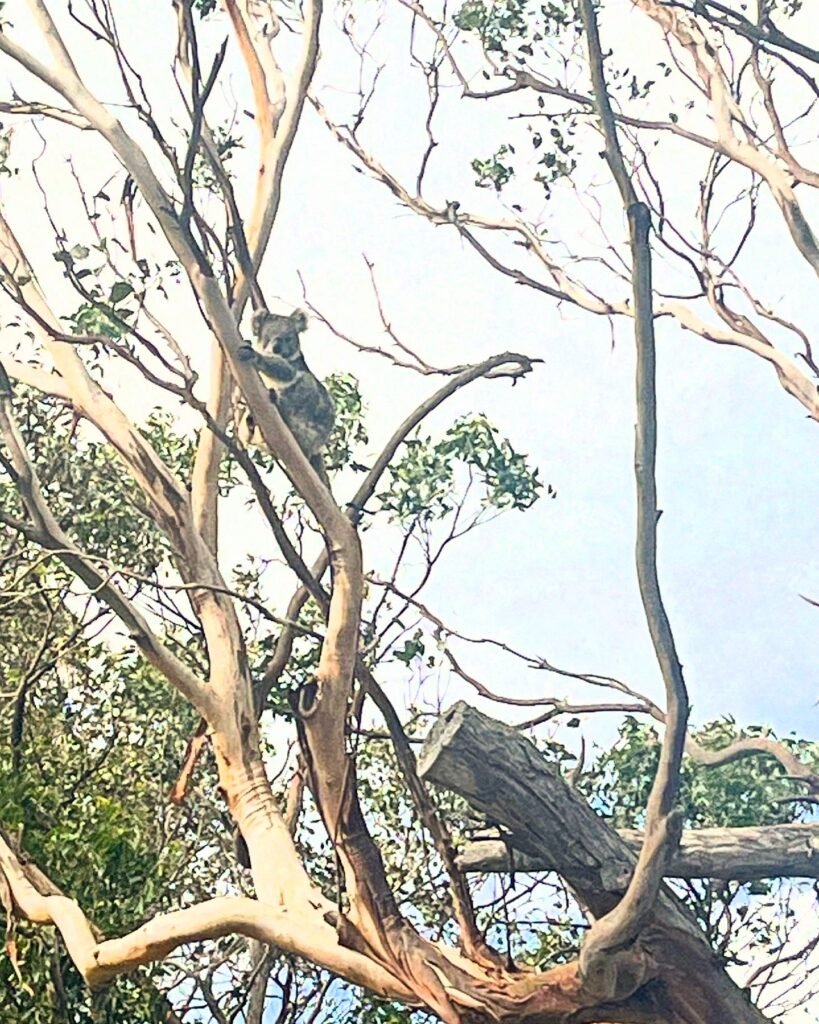 A koala climbing a eucalyptus tree on French island