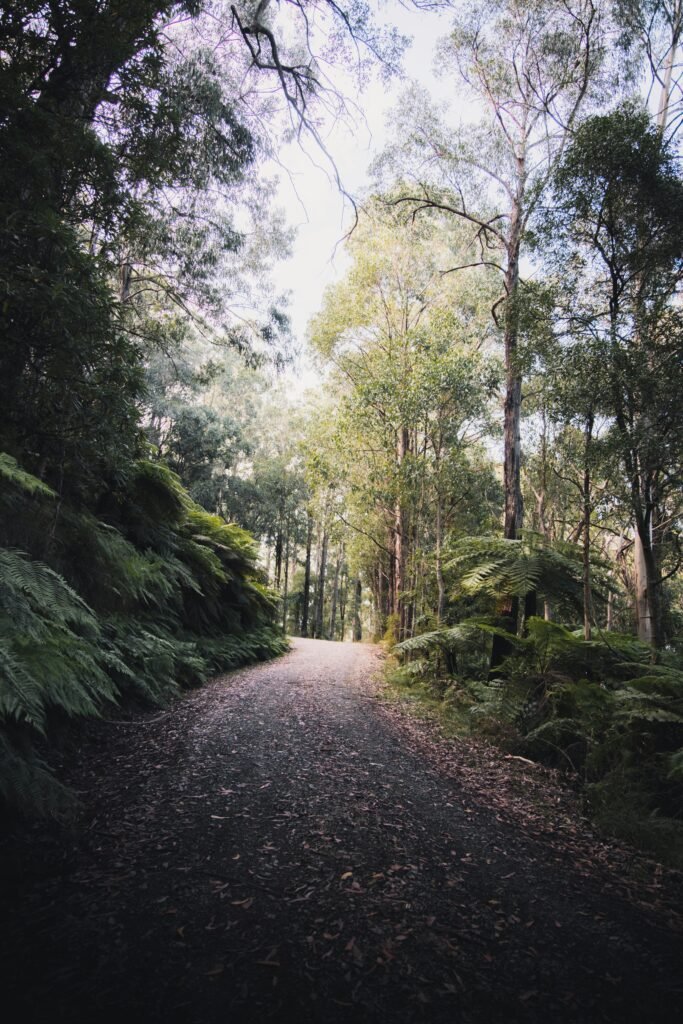 A rainforest road in Australia