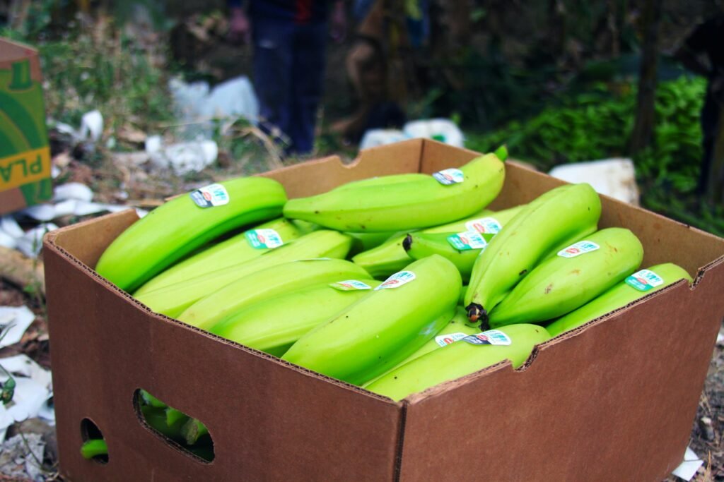 Bananas in a box on a banana farm